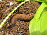 Spodoptera littoralis